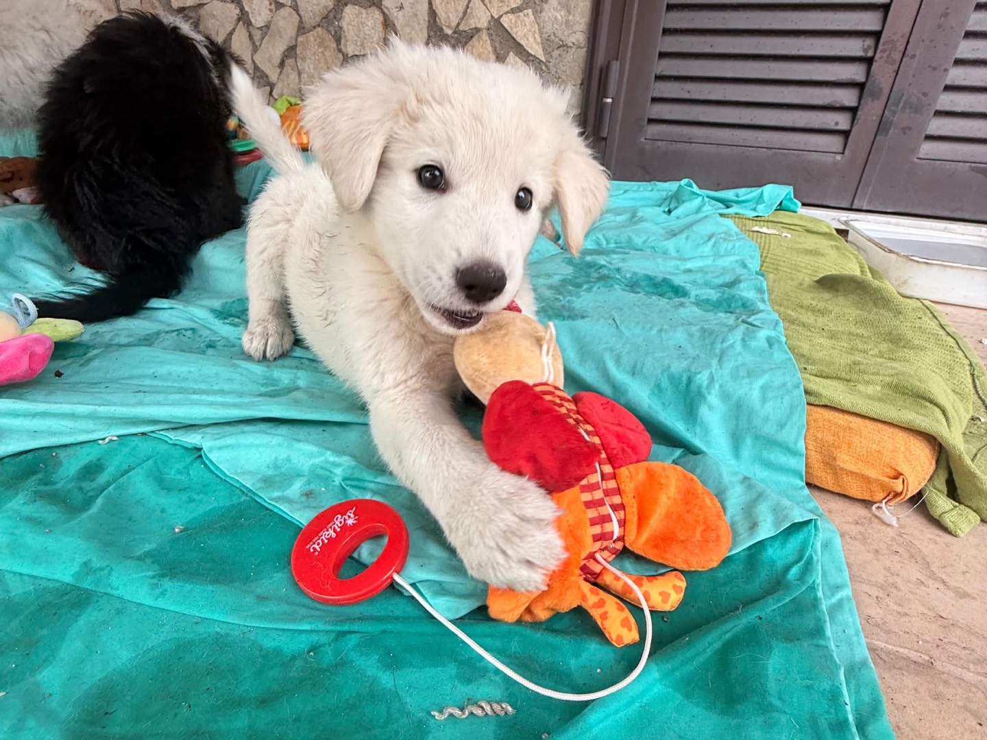 Adotta un cane, maschio, 2 mesi, Caserta