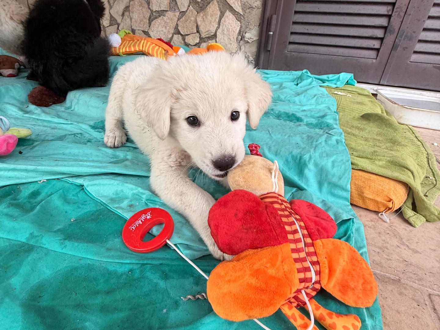 Adotta un cane, taglia gigante, maschio, Caserta