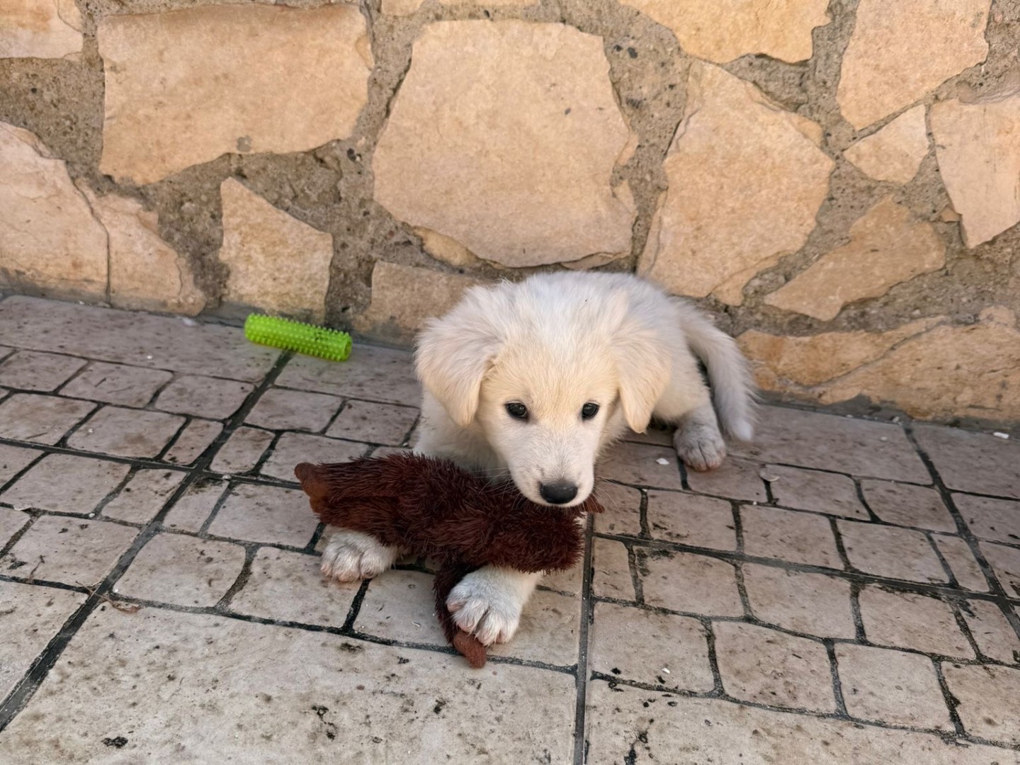 Vuoi adottare un cane a Caserta?