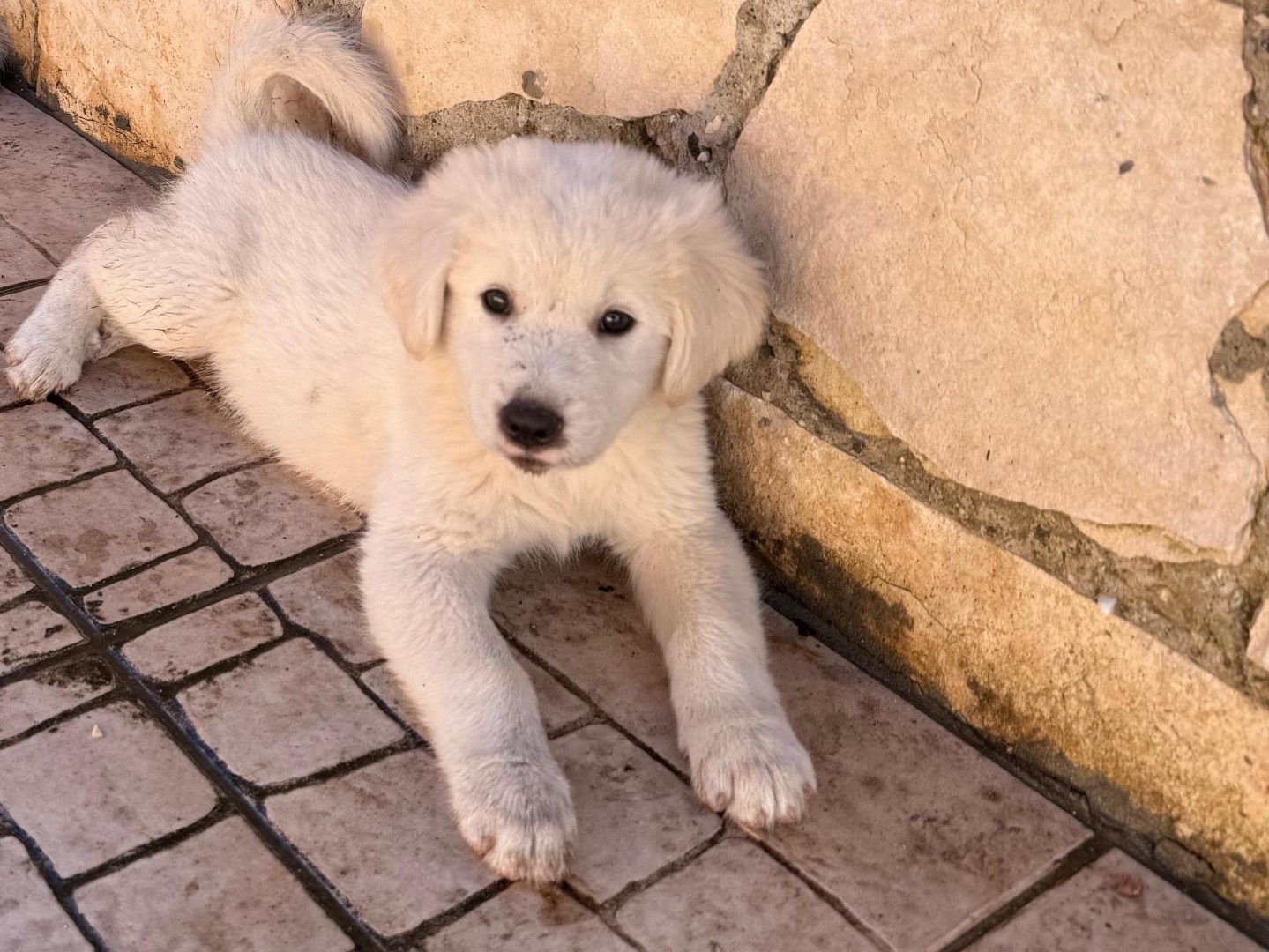 Adotta il cane Ettore a Caserta