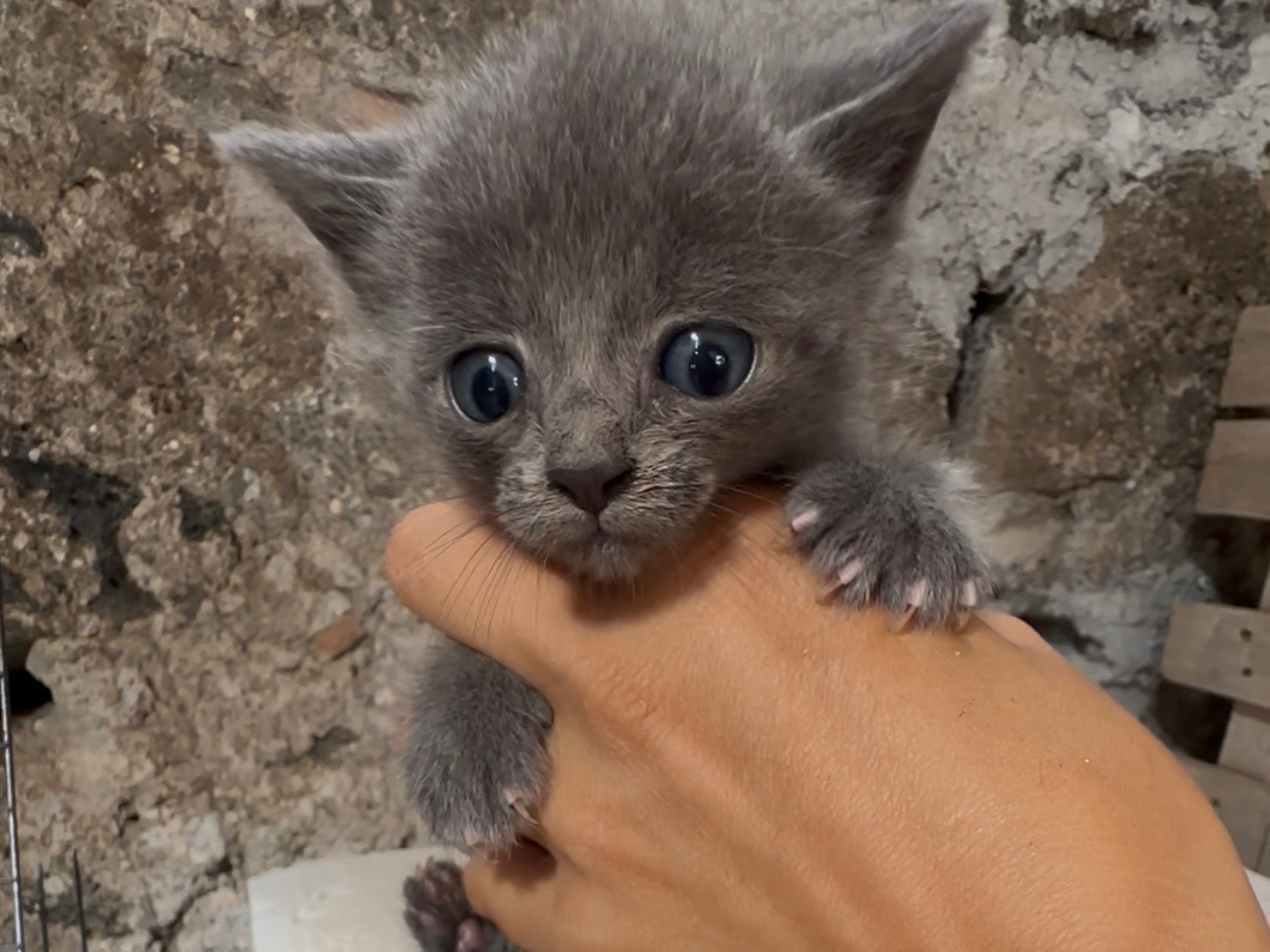 Adotta un gatto, femmina, 1 mesi, Milano