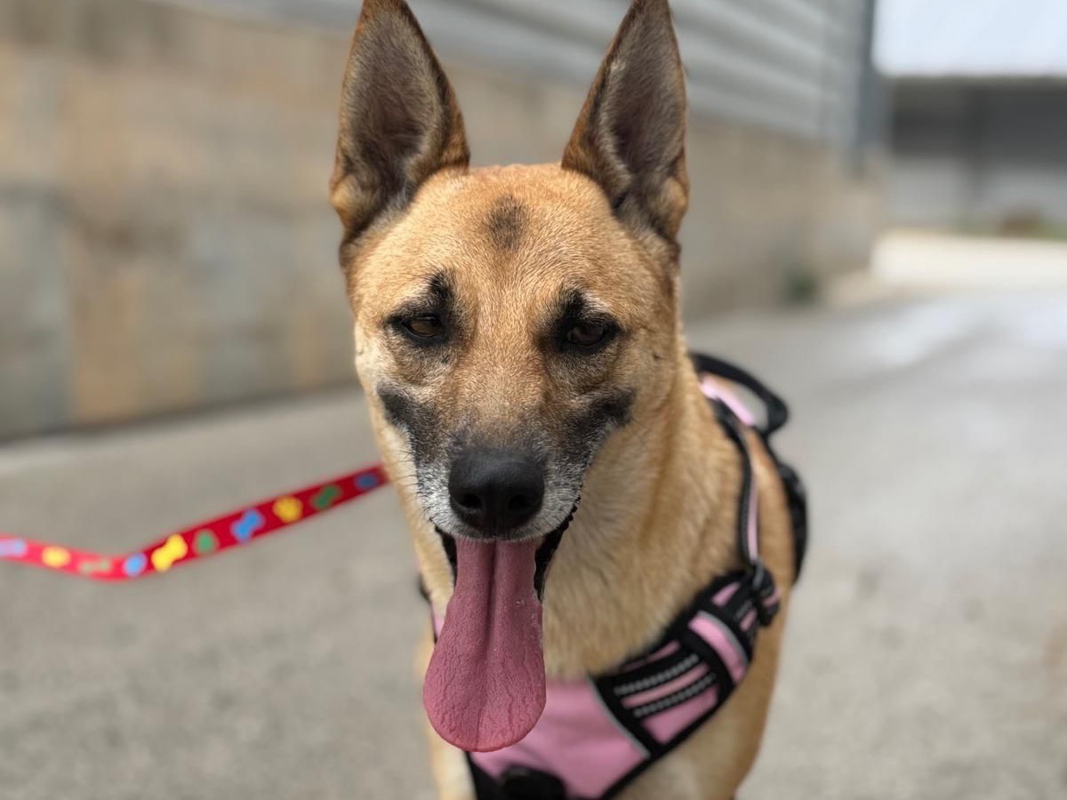 Adozione cane, femmina, Razza sconosciuta Razza sconosciuta, 6 anni e 1 mese, taglia media, Siracusa