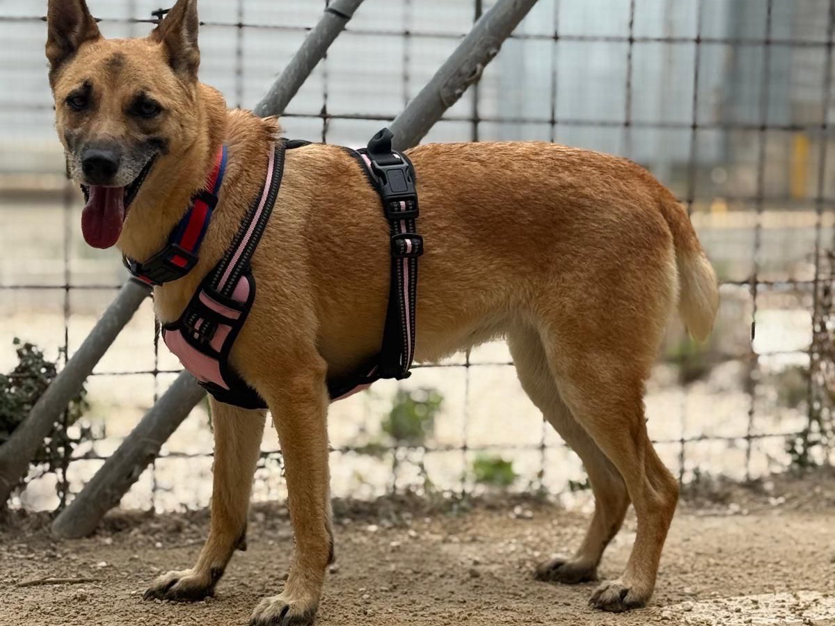 Adotta un cane, taglia media, femmina, Siracusa