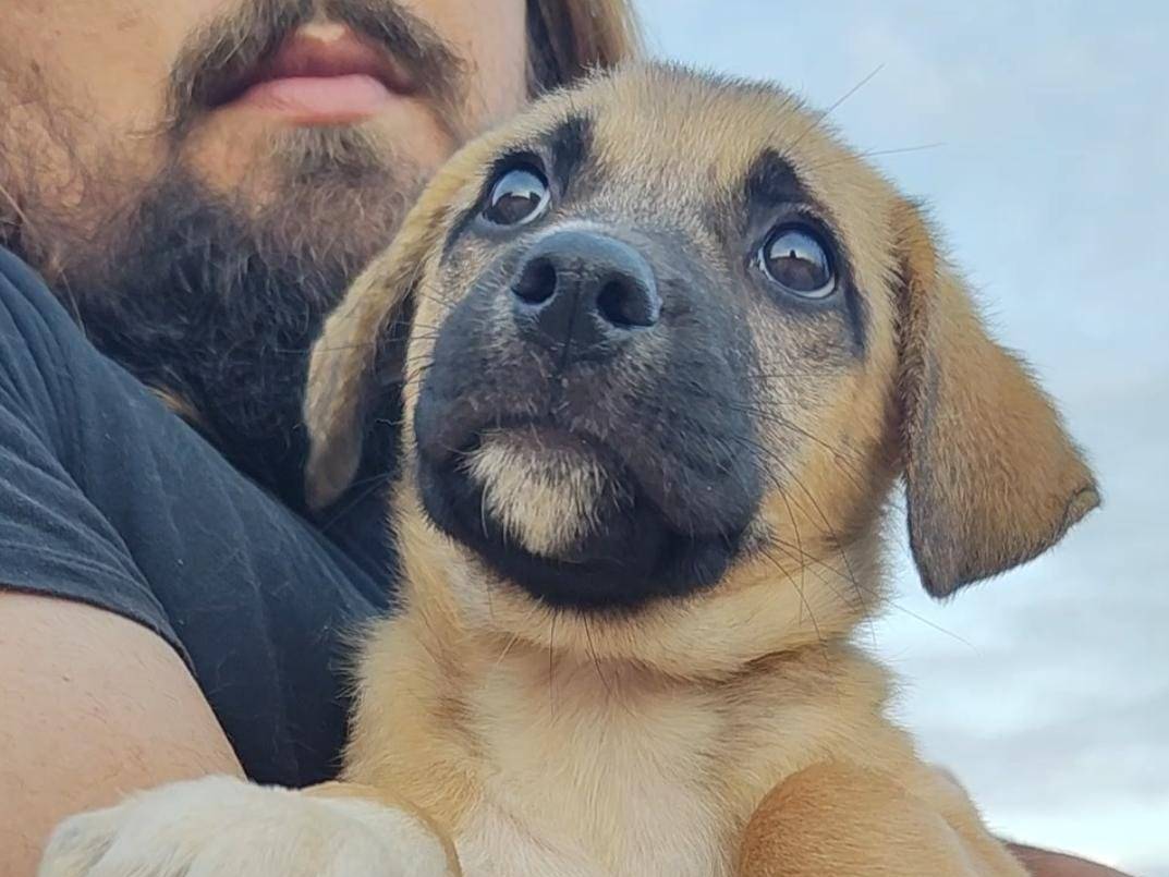 Adozione cane, maschio, Razza sconosciuta Razza sconosciuta, 3 mesi, taglia media contenuta, Trapani