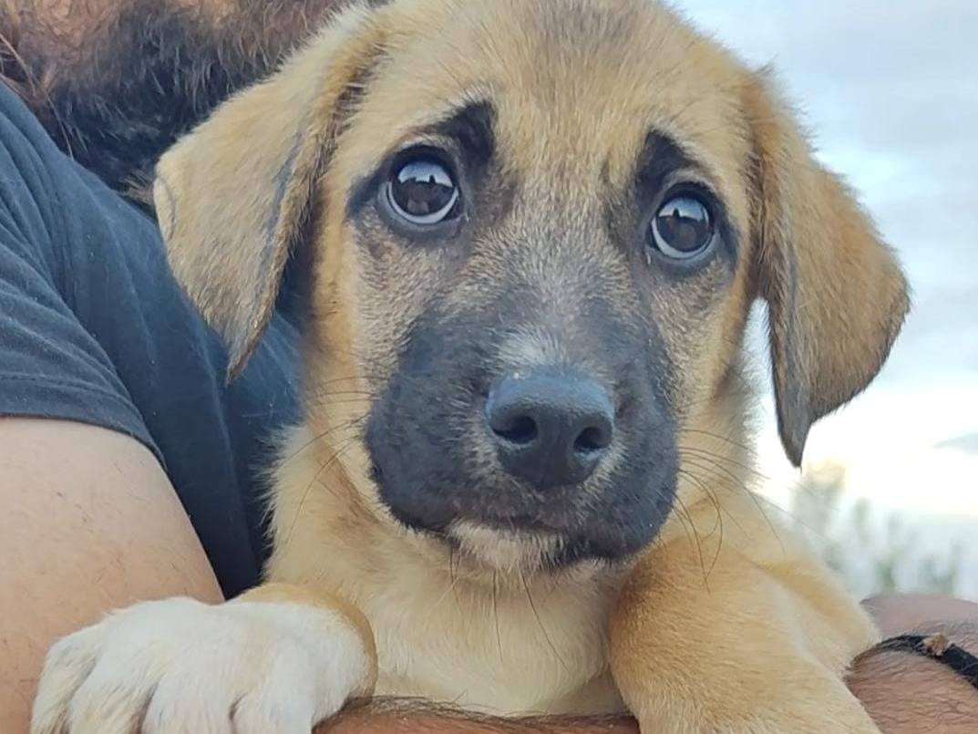 Adotta un cane, maschio, 3 mesi, Trapani