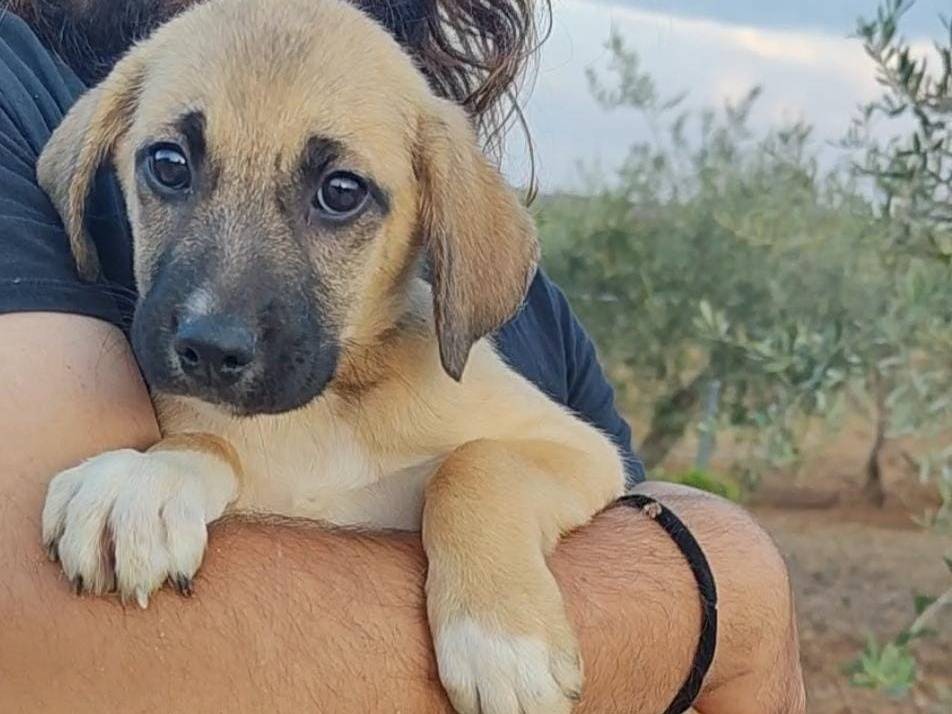 Adotta un cane, taglia media contenuta, maschio, Trapani