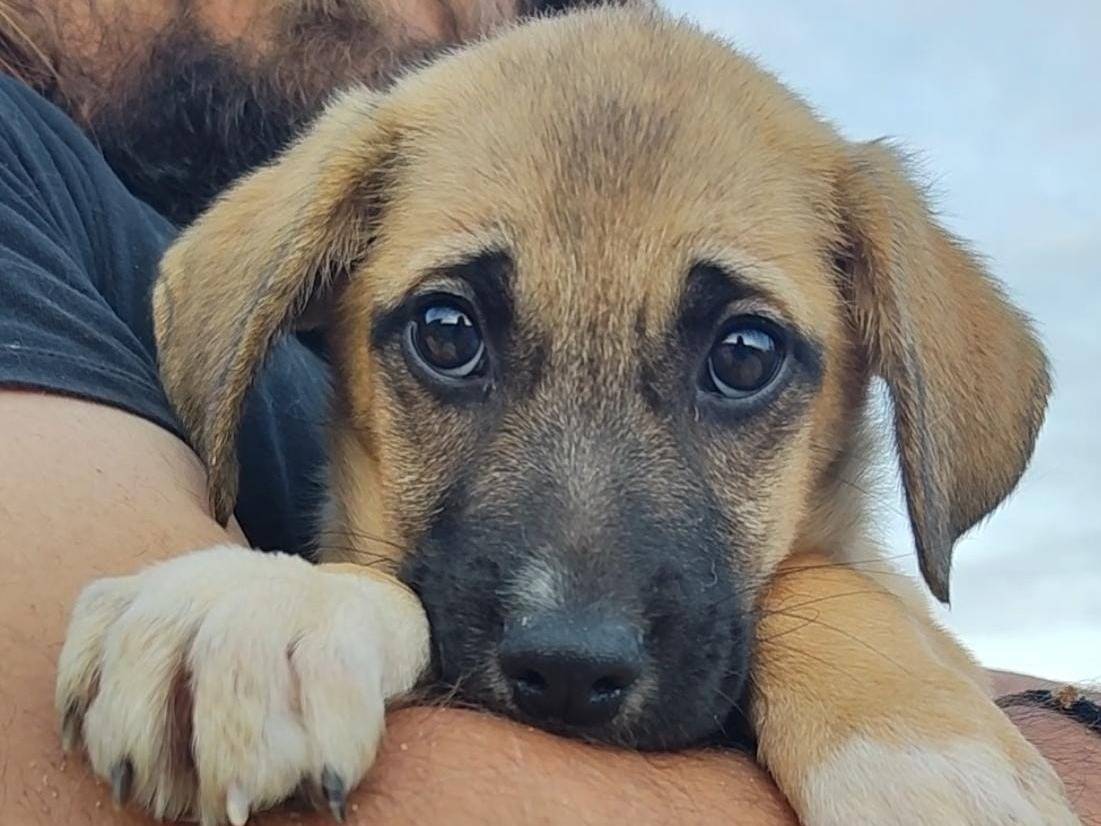 Vuoi adottare un cane a Trapani?