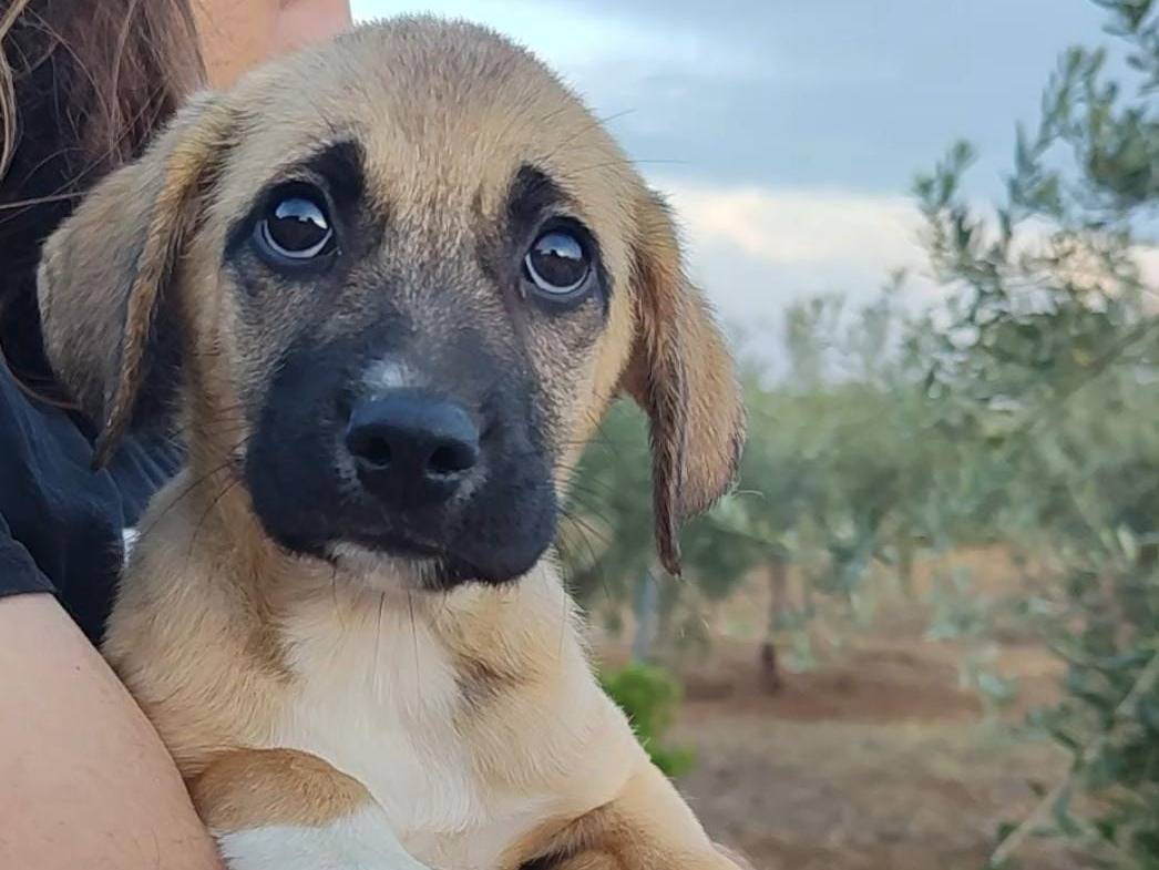 Adotta il cane buddy a Trapani