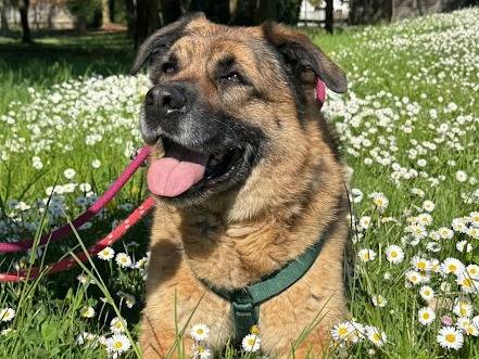 Adozione cane, femmina, Pastore tedesco Razza sconosciuta, 10 anni e 1 mese, taglia grande, Milano
