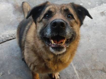 Adotta un cane, femmina, 10 anni e 1 mese, Milano