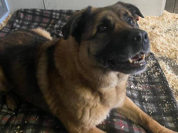 Adotta un cane, taglia grande, femmina, Milano