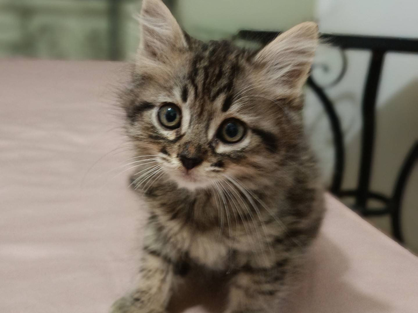 Adozione gatto, maschio, Razza sconosciuta Razza sconosciuta, 3 settimane, taglia non valida, Siracusa