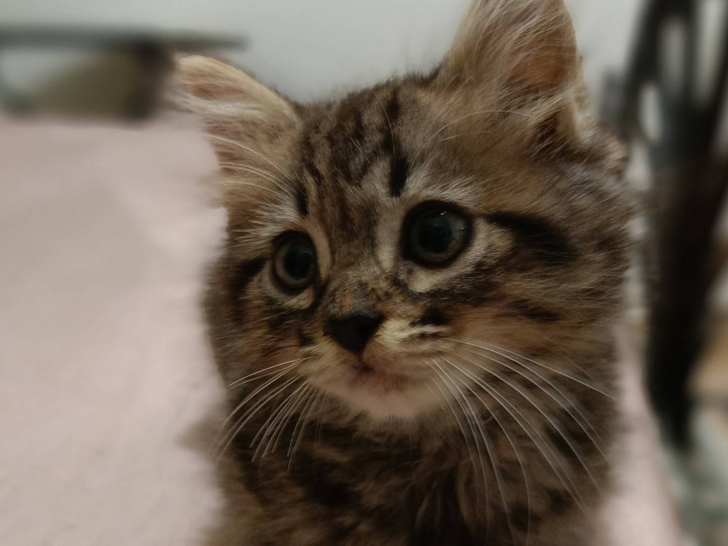 Adotta un gatto, maschio, 3 settimane, Siracusa