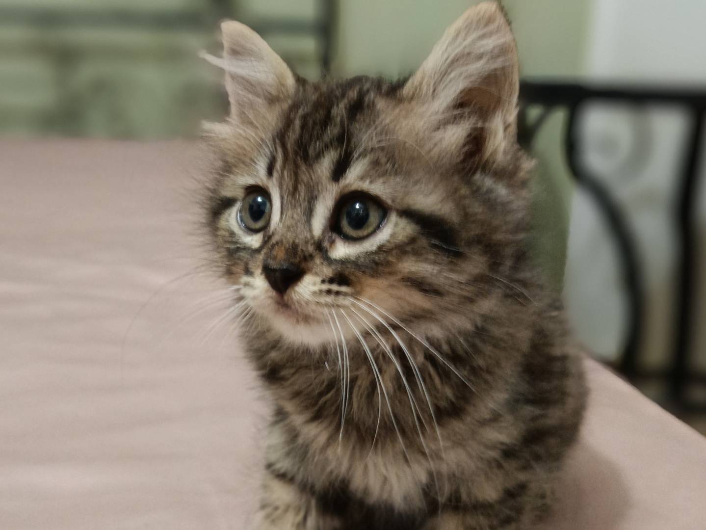 Adotta un gatto, taglia non valida, maschio, Siracusa