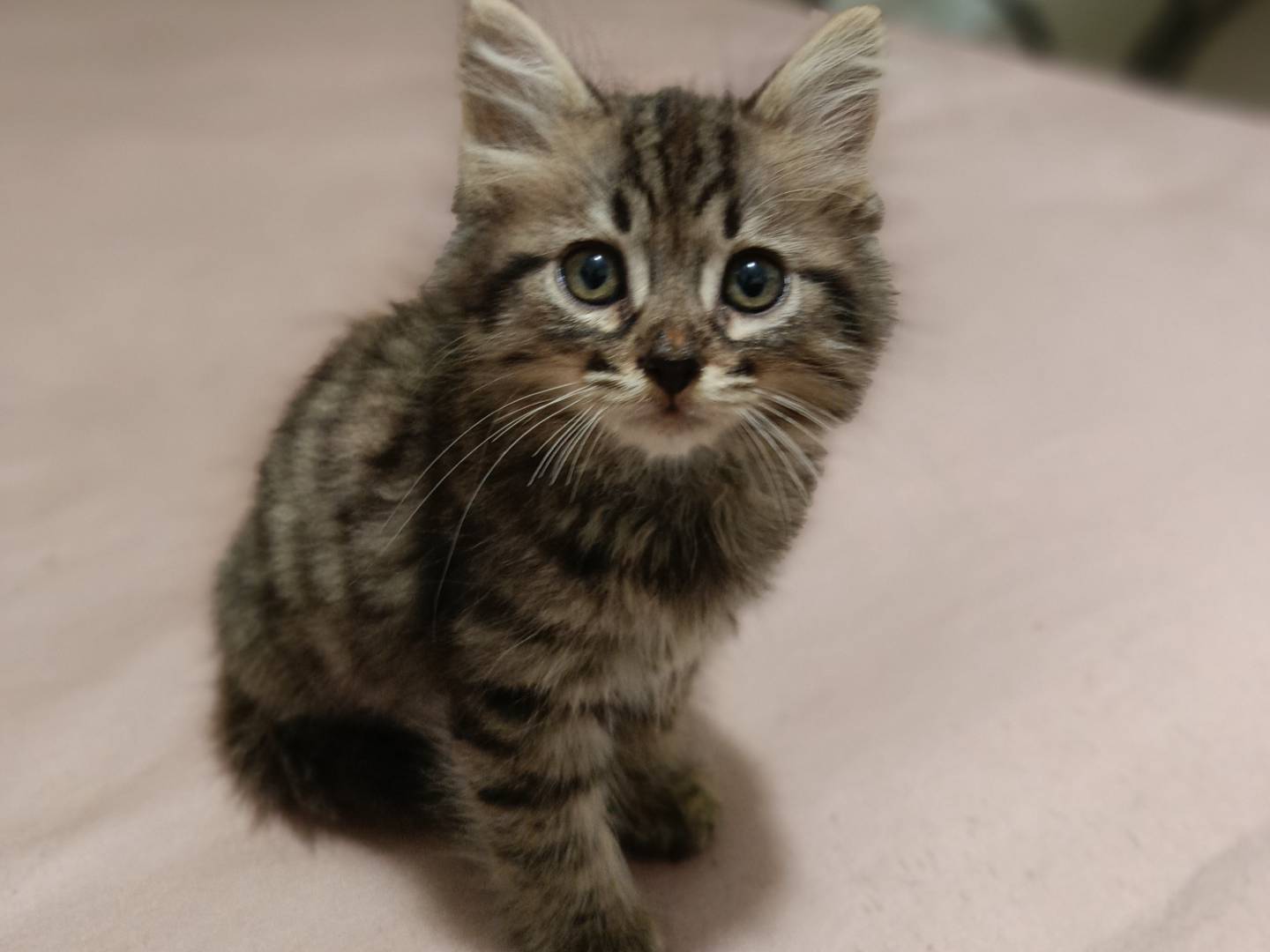 Vuoi adottare un gatto a Siracusa?