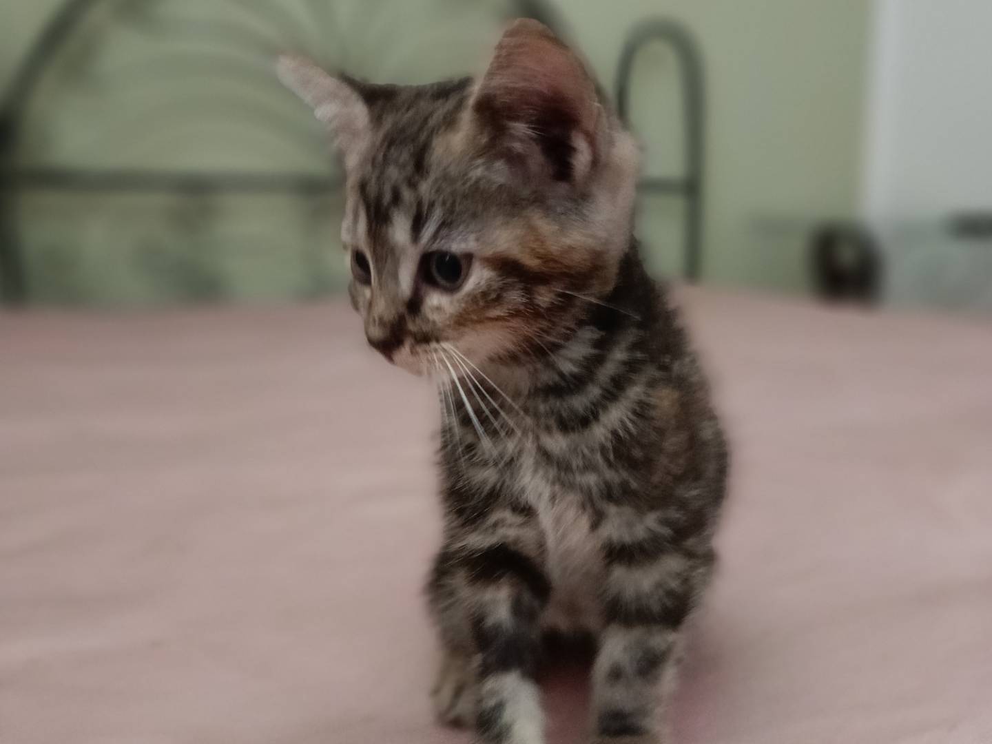 Vuoi adottare un gatto a Siracusa?