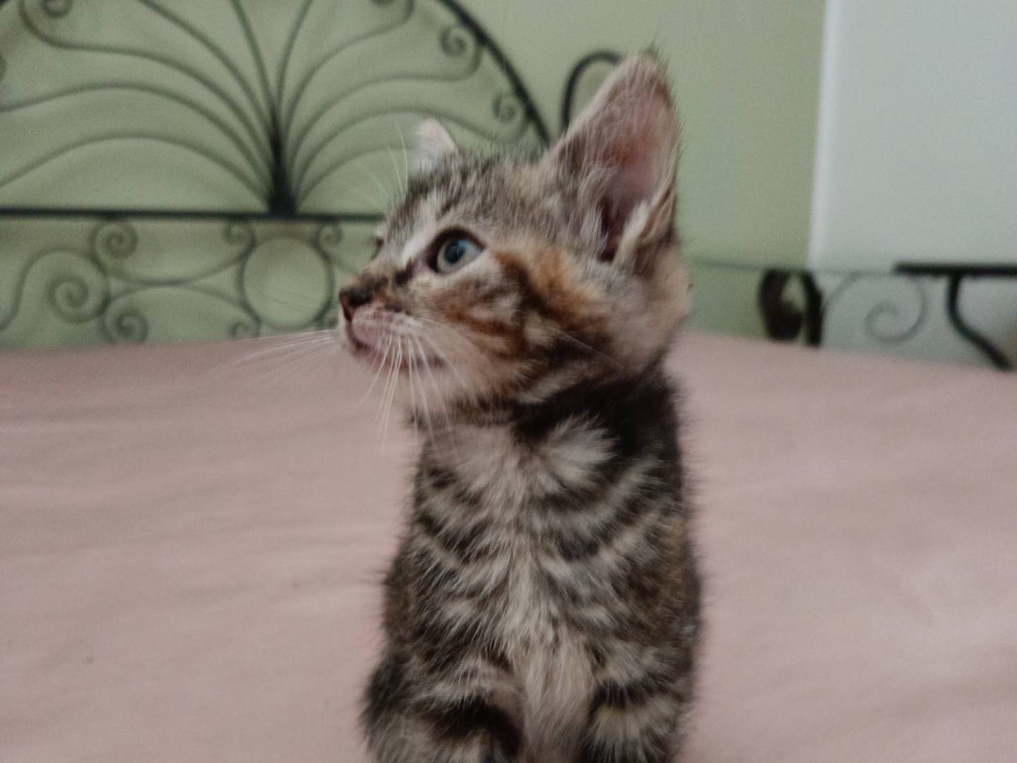 Adotta il gatto Betty  a Siracusa