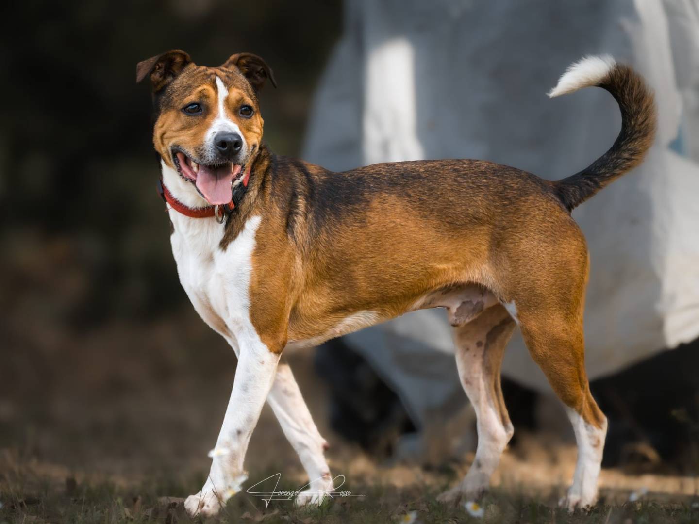 Adozione cane, maschio, Razza sconosciuta Razza sconosciuta, 1 anno e 3 mesi, taglia media, Pisa