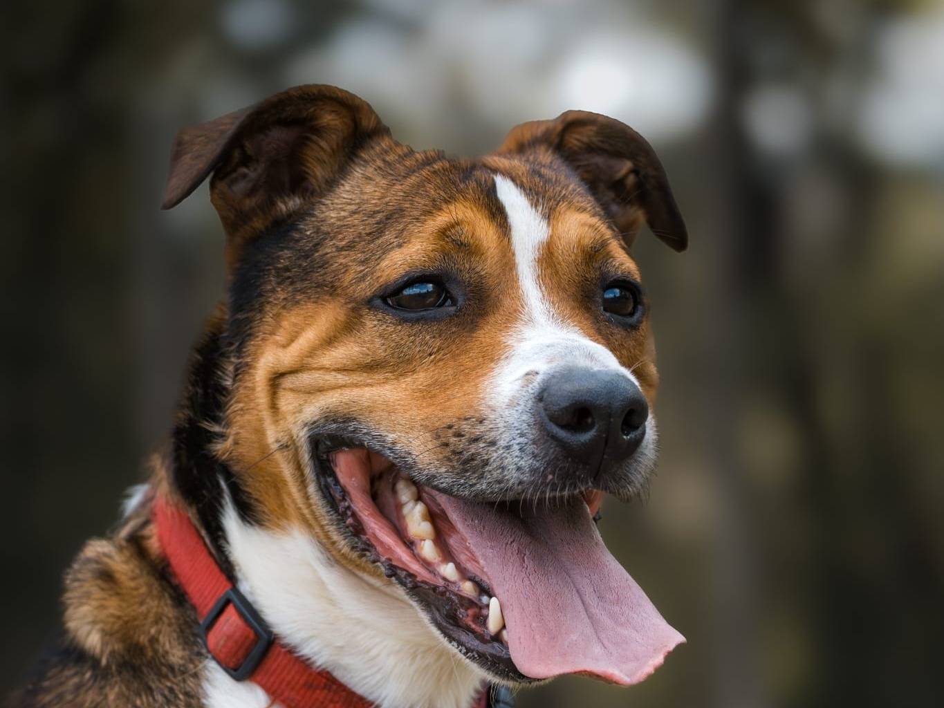 Adotta un cane, maschio, 1 anno e 3 mesi, Pisa