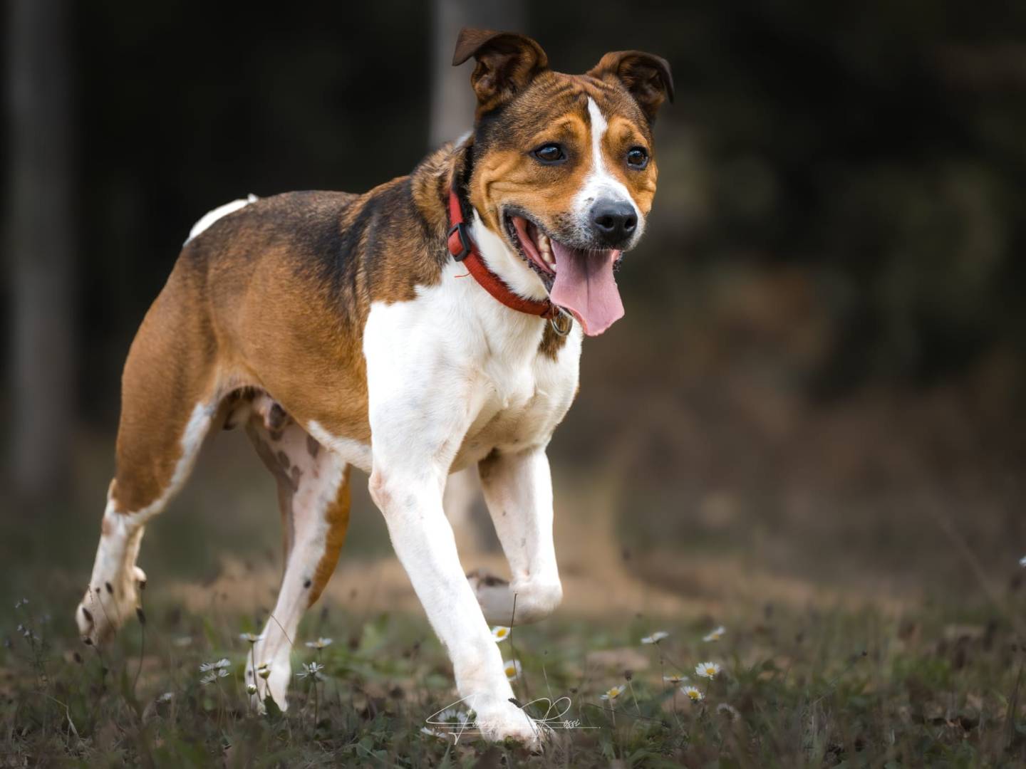 Adotta un cane, taglia media, maschio, Pisa