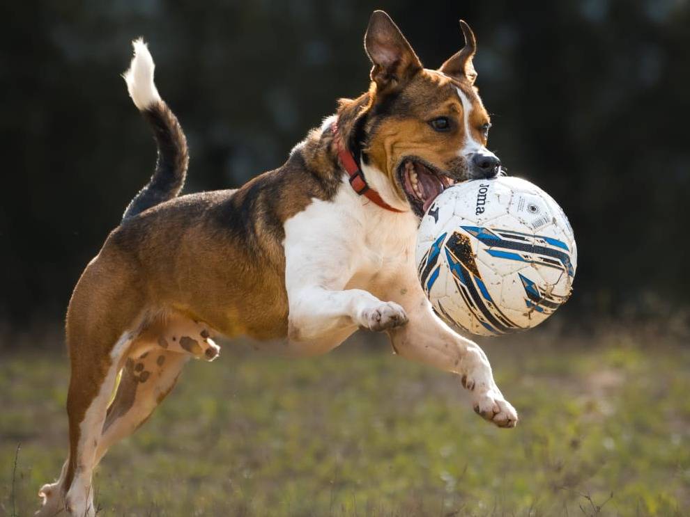 Vuoi adottare un cane a Pisa?