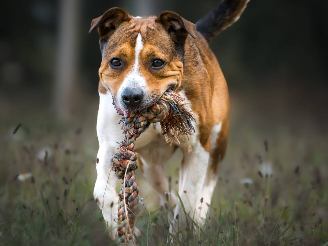 Adotta il cane Pierino a Pisa