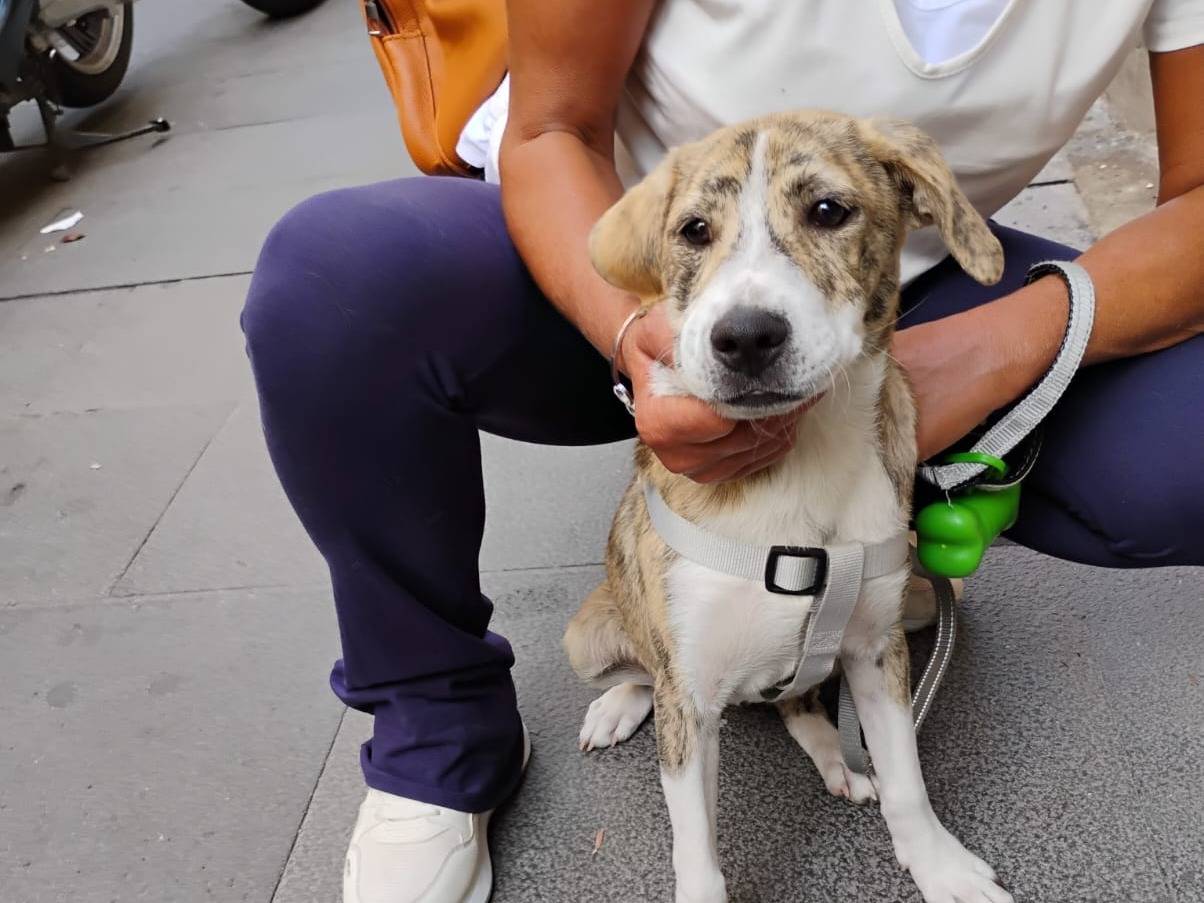Adozione cane, femmina, Razza sconosciuta Razza sconosciuta, 4 mesi, taglia media contenuta, Latina