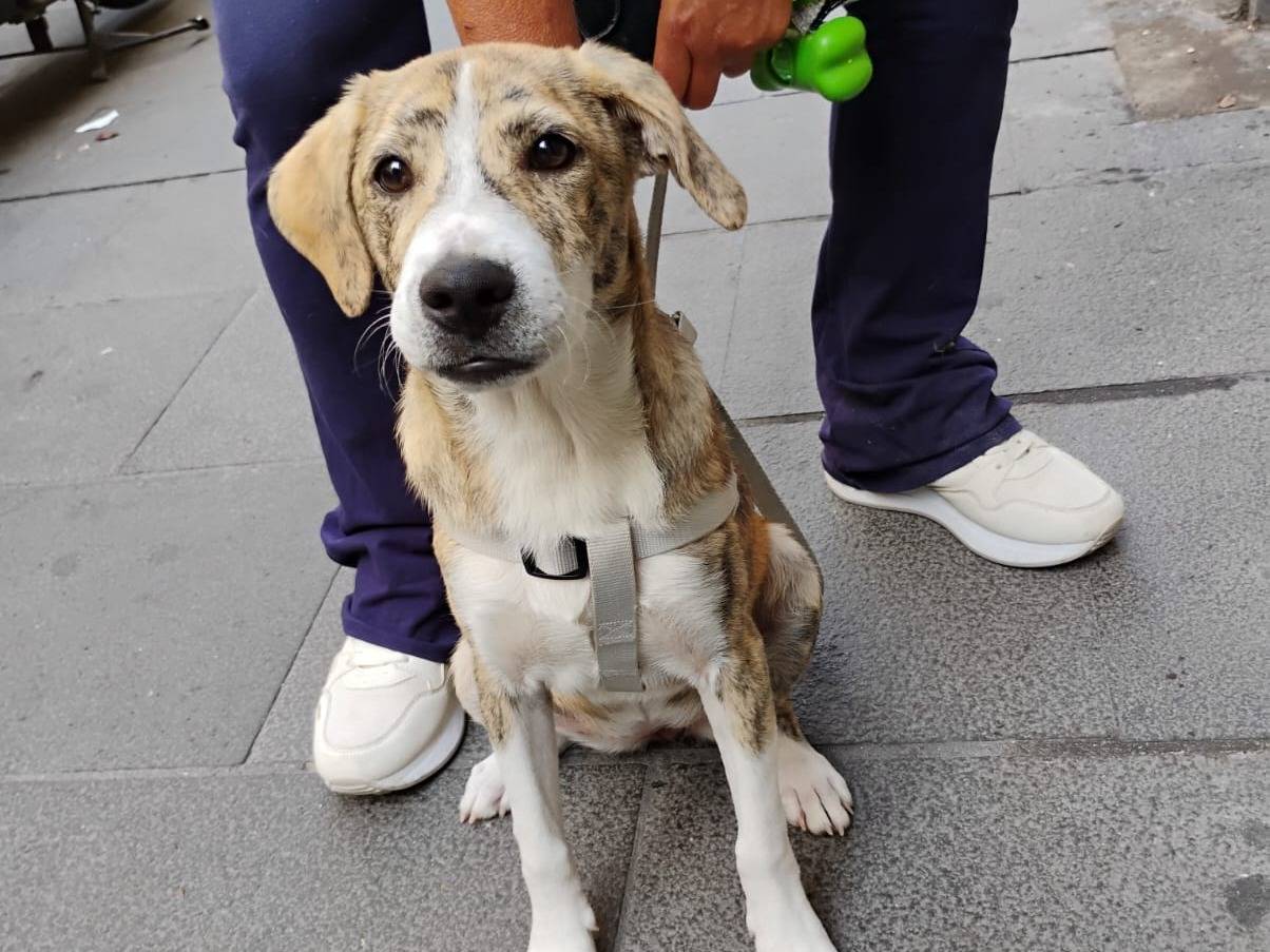 Adotta un cane, femmina, 4 mesi, Latina