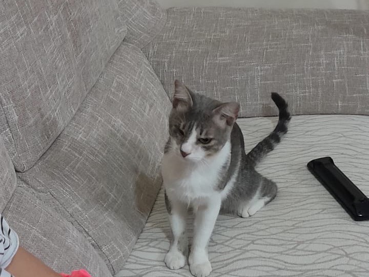 Adotta un gatto, maschio, 1 anno e 4 mesi, Milano