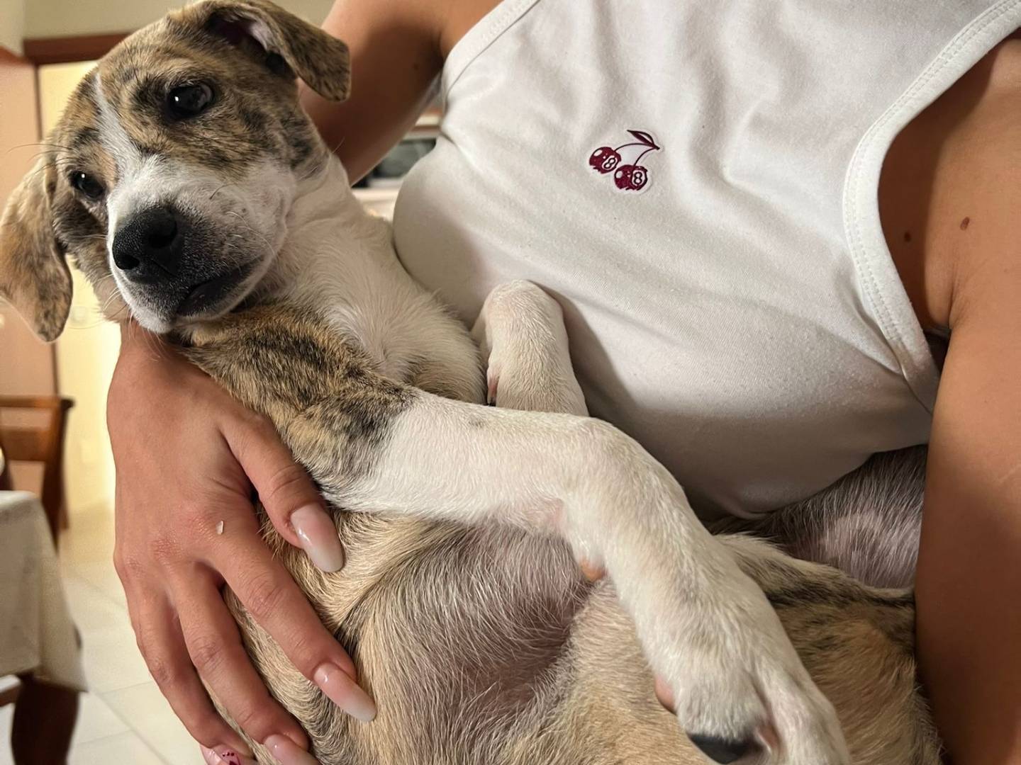 Adotta il cane Lisa  a Latina