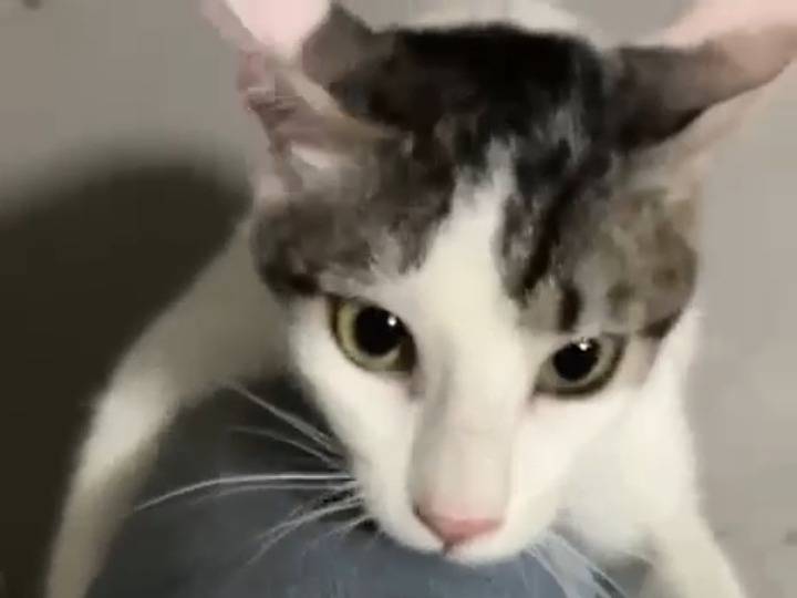 Adozione gatto, maschio, Razza sconosciuta Razza sconosciuta, 1 anno e 5 mesi, taglia non valida, Bari