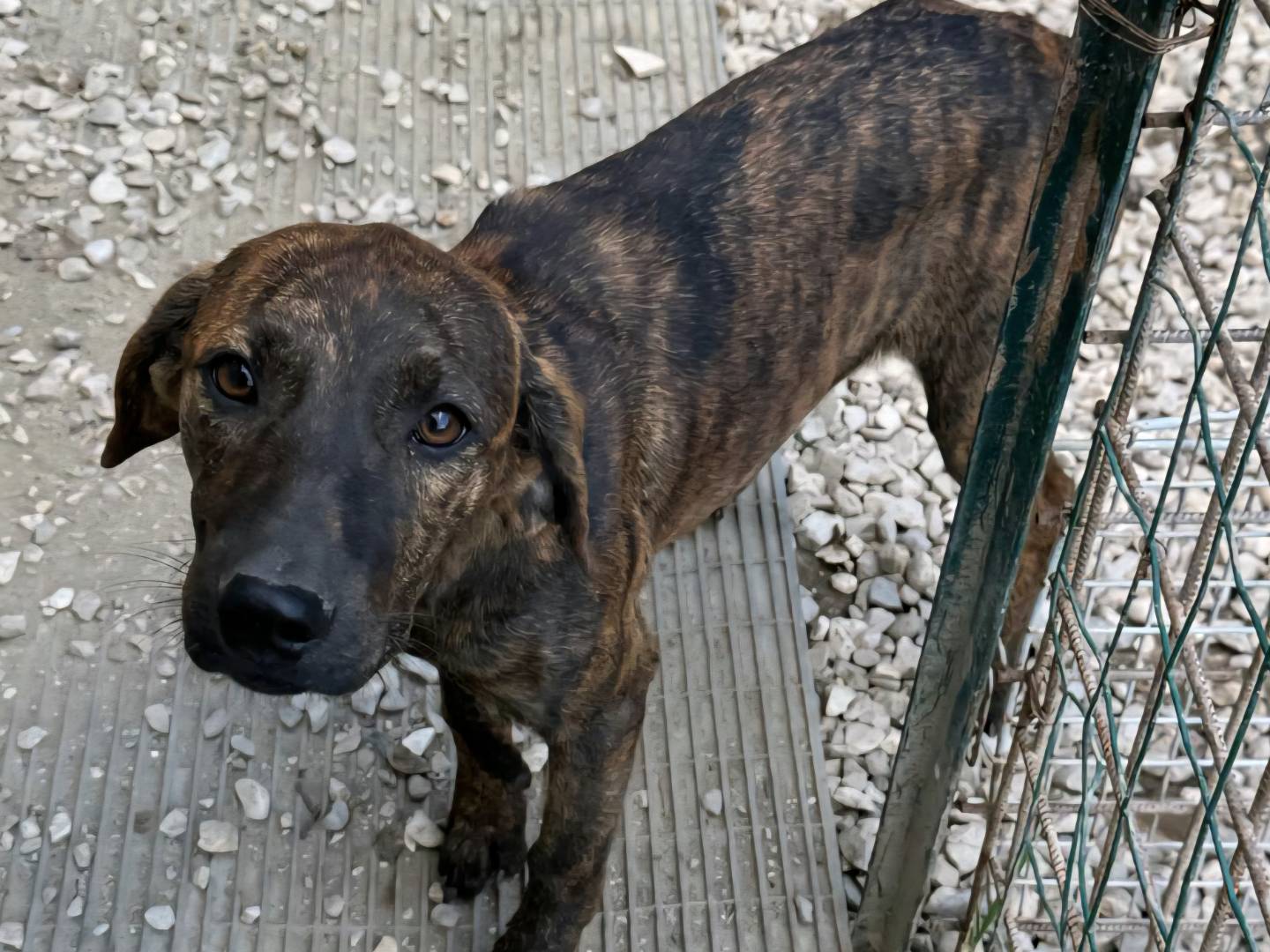 Adozione cane, femmina, Razza sconosciuta Razza sconosciuta, 5 mesi, taglia media, Teramo