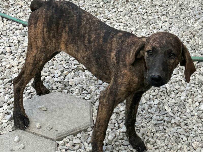 Adotta un cane, femmina, 5 mesi, Teramo