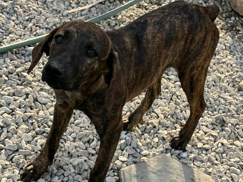 Adotta un cane, taglia media, femmina, Teramo