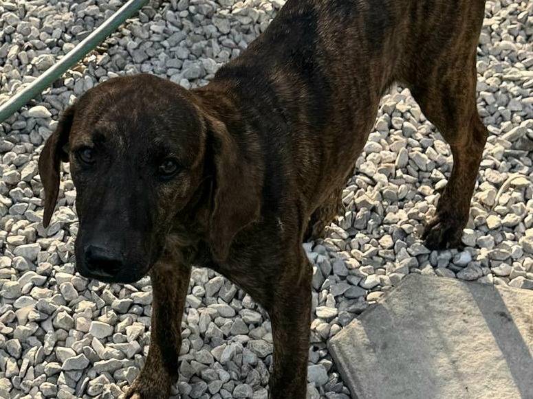 Vuoi adottare un cane a Teramo?