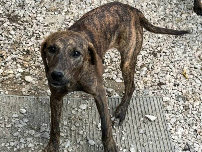 Vuoi adottare un cane a Teramo?