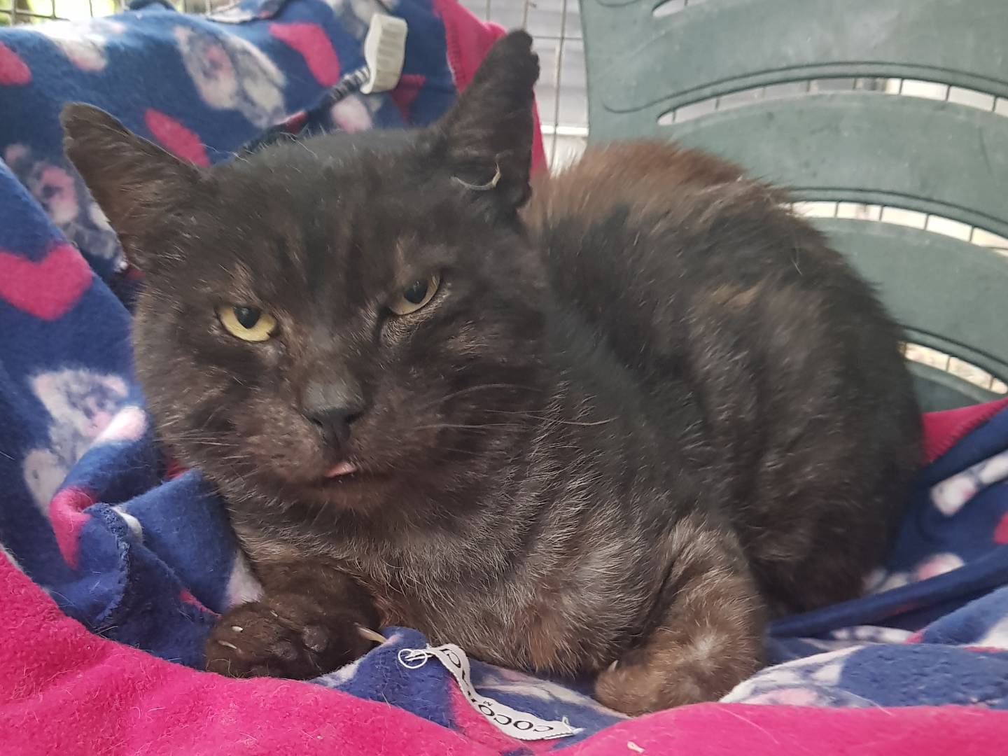 Adotta un gatto, maschio, 6 anni e 5 mesi, Parma
