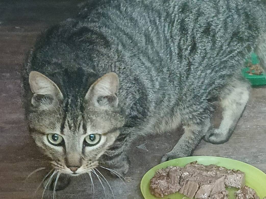 Adozione gatto, maschio, Razza sconosciuta Razza sconosciuta, 3 anni e 5 mesi, taglia non valida, Parma
