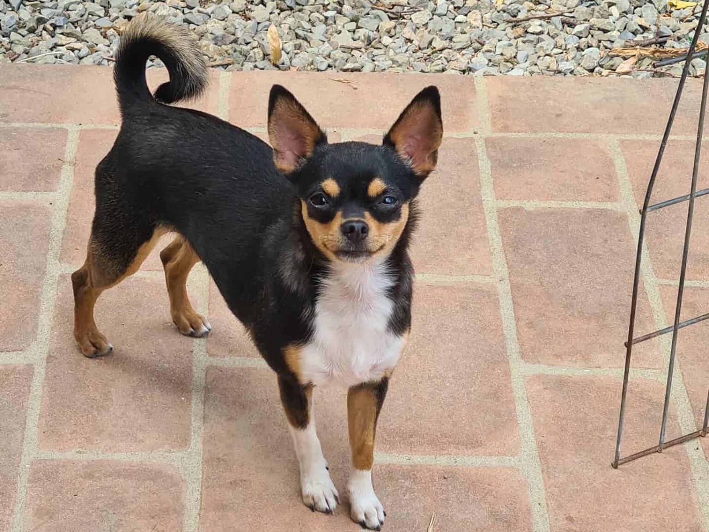 Adotta il cane SUSINA a Firenze