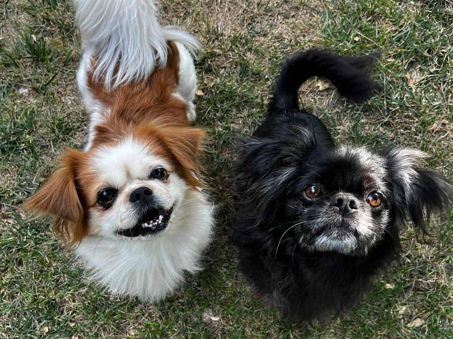 Adozione cane, maschio, Razza sconosciuta Razza sconosciuta, 7 anni e 10 mesi, taglia piccola, Firenze
