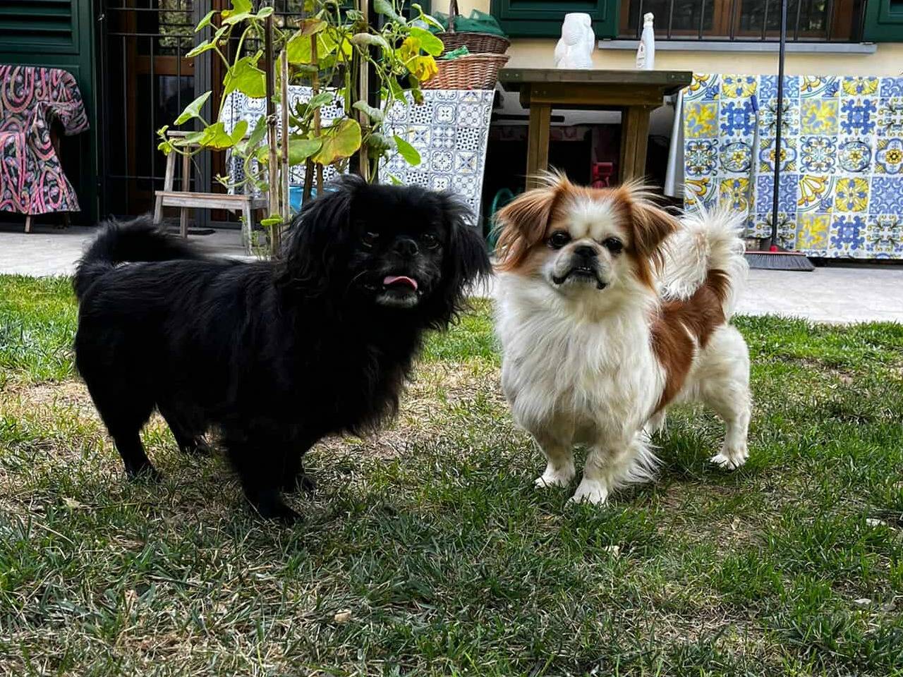 Adotta un cane, taglia piccola, maschio, Firenze