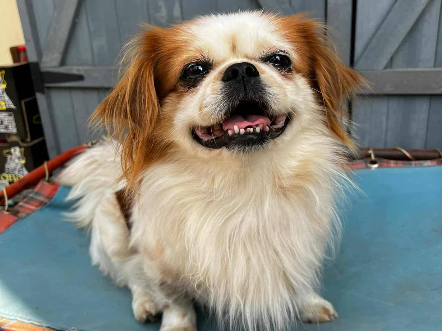 Adotta il cane BRAD e ANGELINA a Firenze