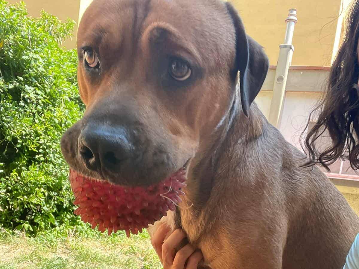 Adotta il cane OSCAR a Firenze