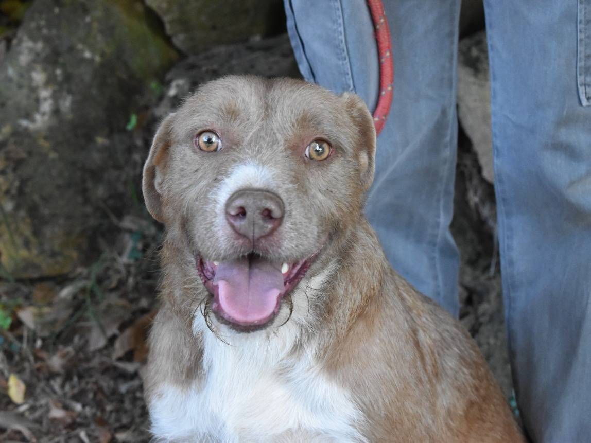 Adozione cane, femmina, Razza sconosciuta Razza sconosciuta, 5 anni e 1 mese, taglia media, Roma