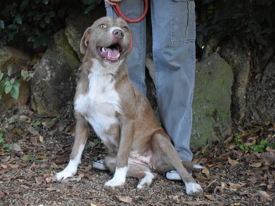 Adotta un cane, femmina, 5 anni e 1 mese, Roma