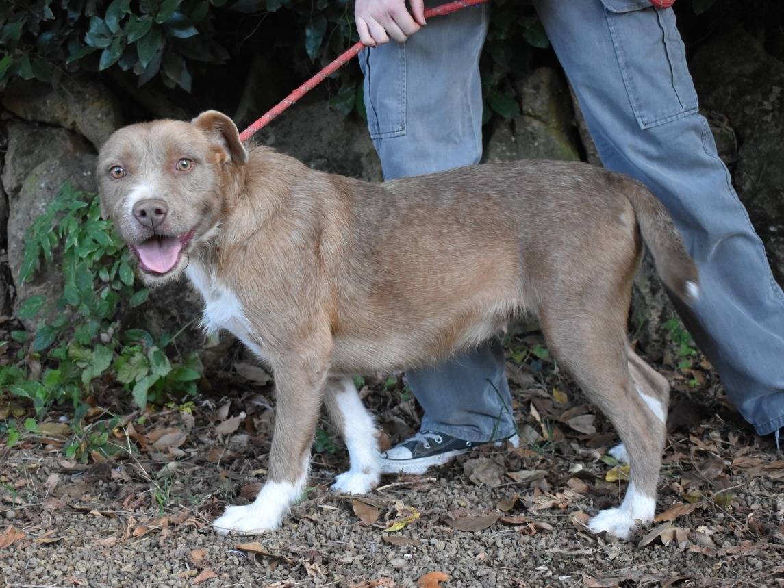Adotta un cane, taglia media, femmina, Roma