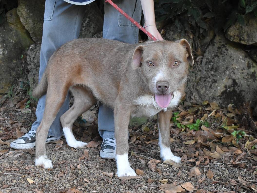 Vuoi adottare un cane a Roma?