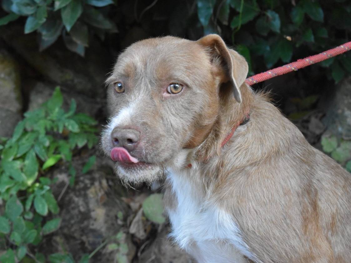 Adotta il cane Milla a Roma