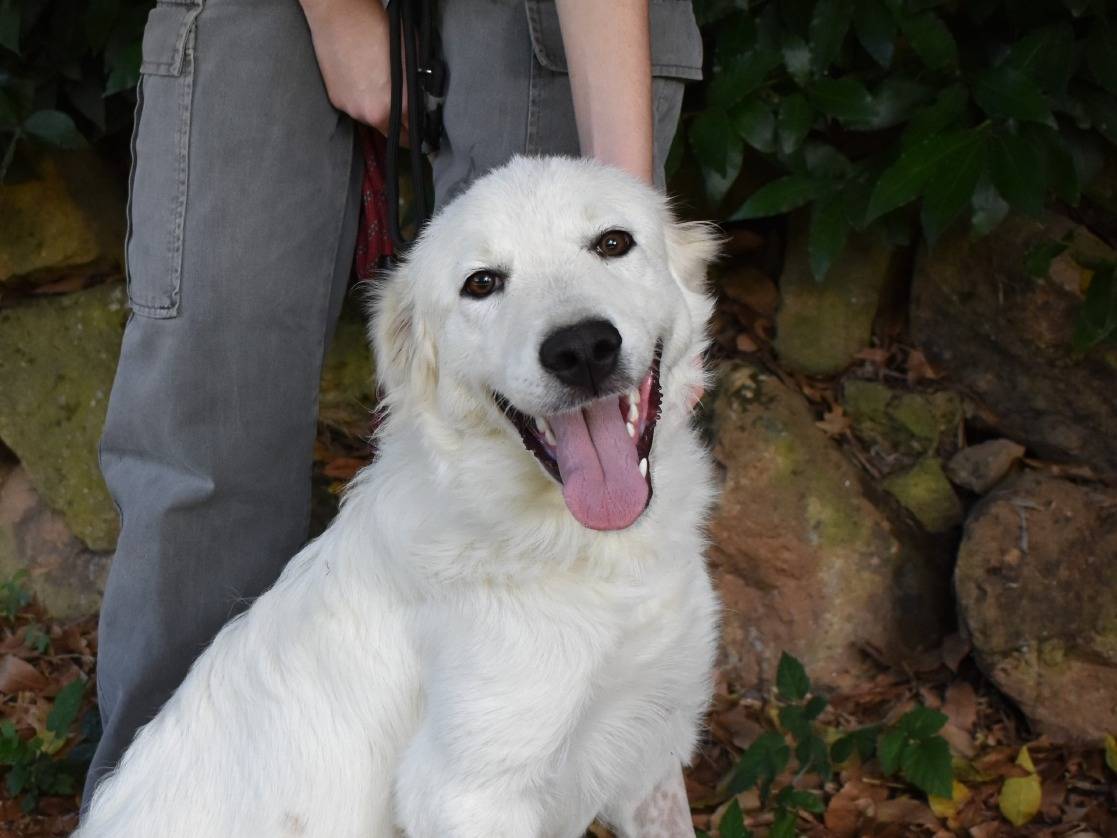 Adozione cane, femmina, Pastore maremmano Razza sconosciuta, 6 mesi, taglia media, Roma