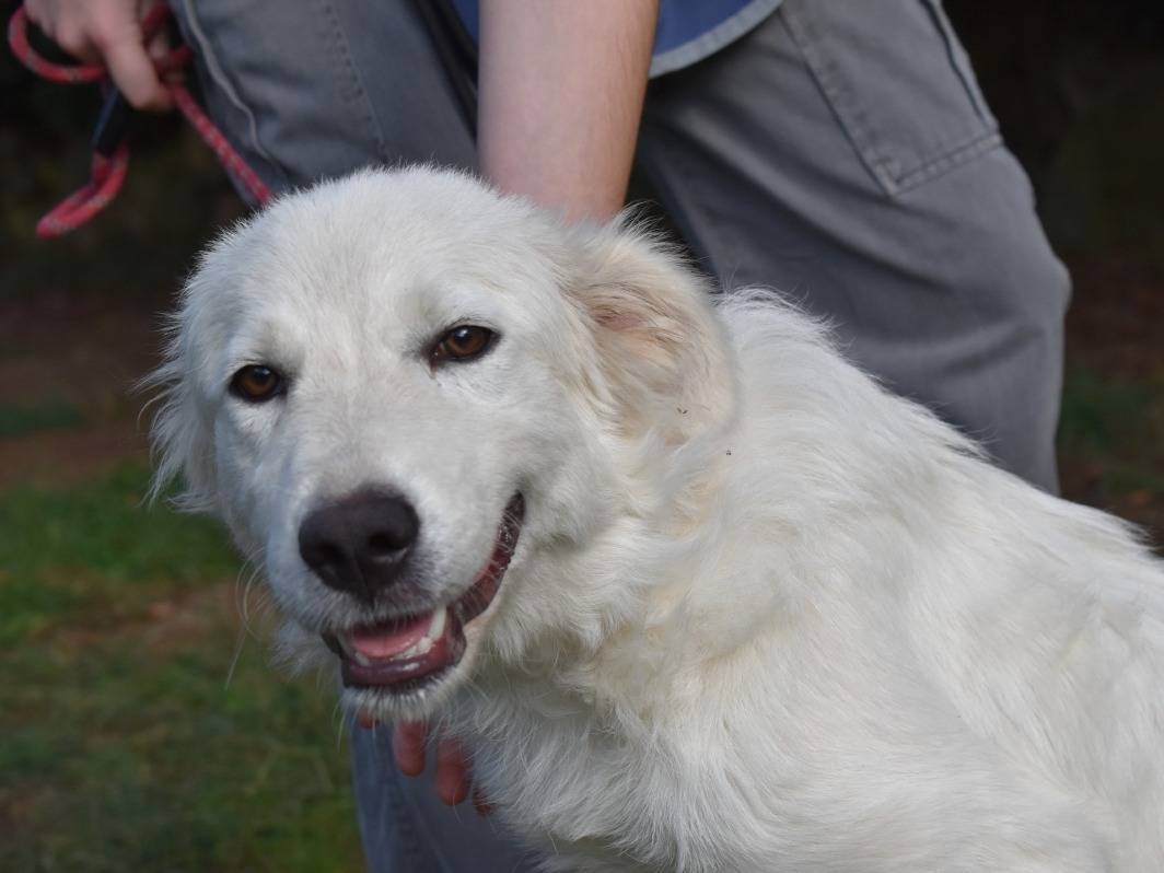 Adotta un cane, femmina, 6 mesi, Roma